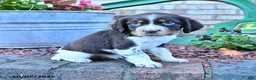English Springer Spaniel dogs for sale: Ruger Jr - Ad 5