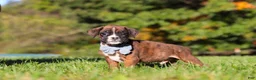 Boxer dogs for sale: Benji - Ad 8