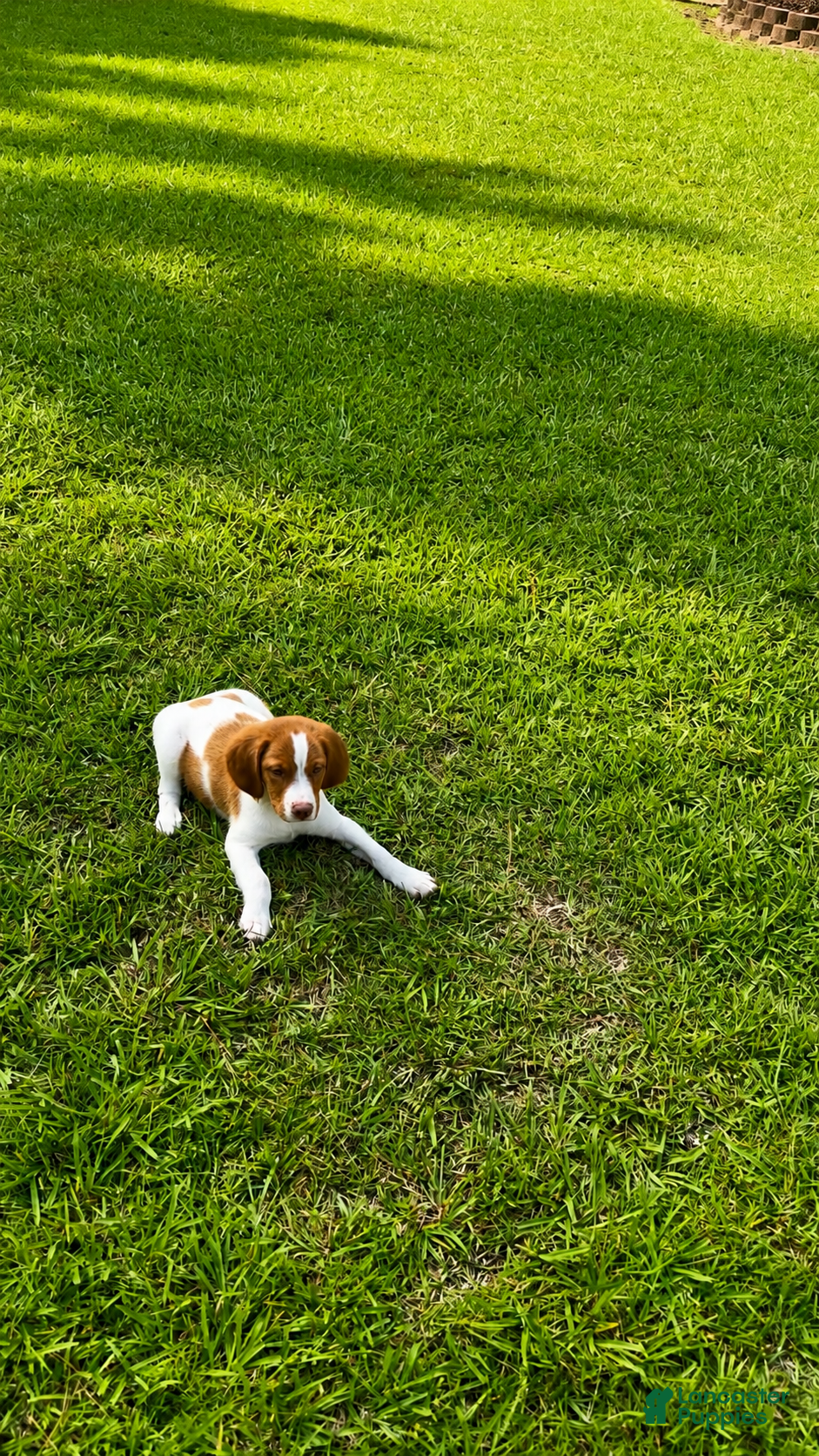 Brittany Spaniel dogs Tug - Ad 1
