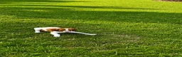 Brittany Spaniel dogs for sale: Tug - Ad 1
