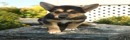 Welsh Corgi Pembroke dogs for sale: Camille - Ad 3