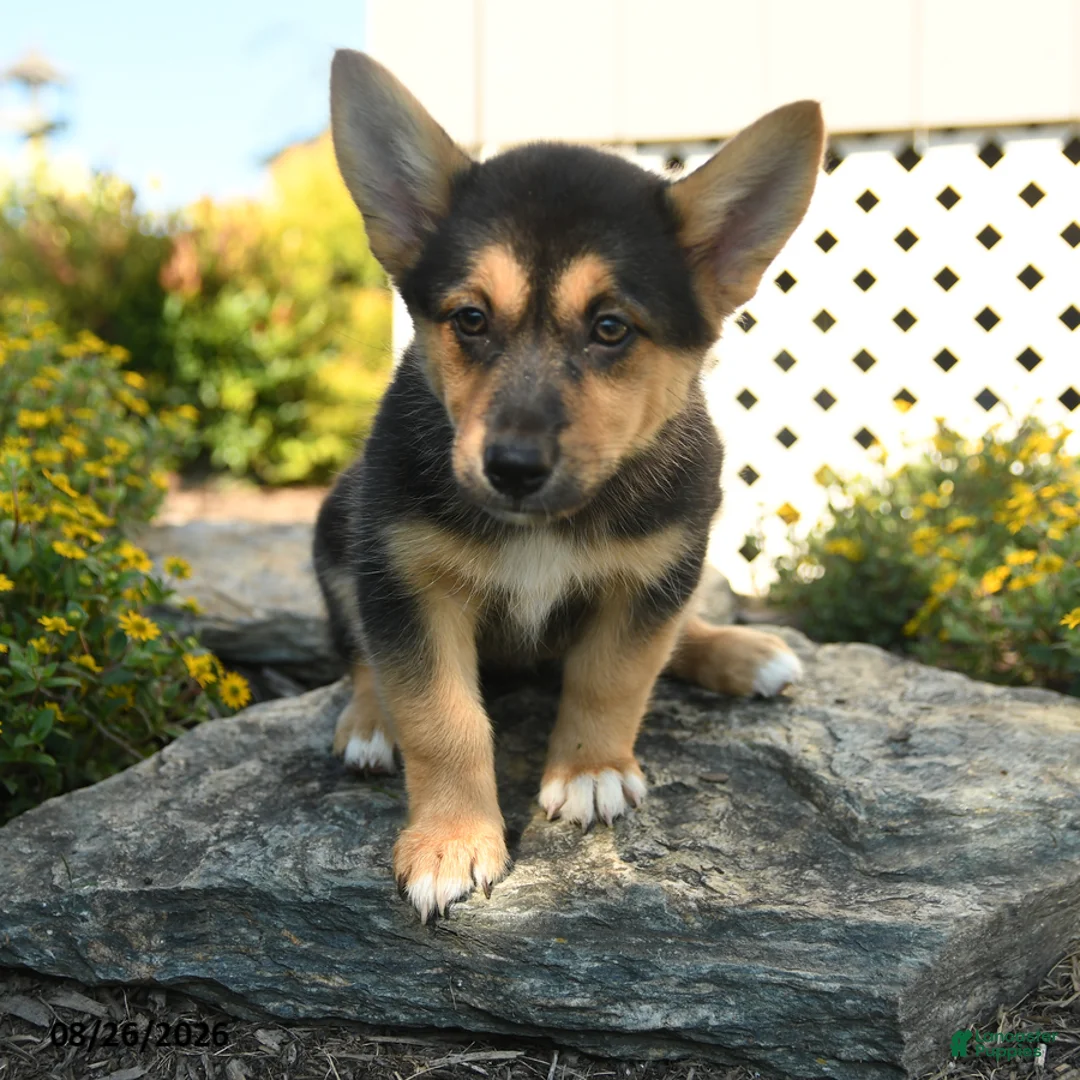 Welsh Corgi Pembroke dogs for sale: Camille - Ad 3