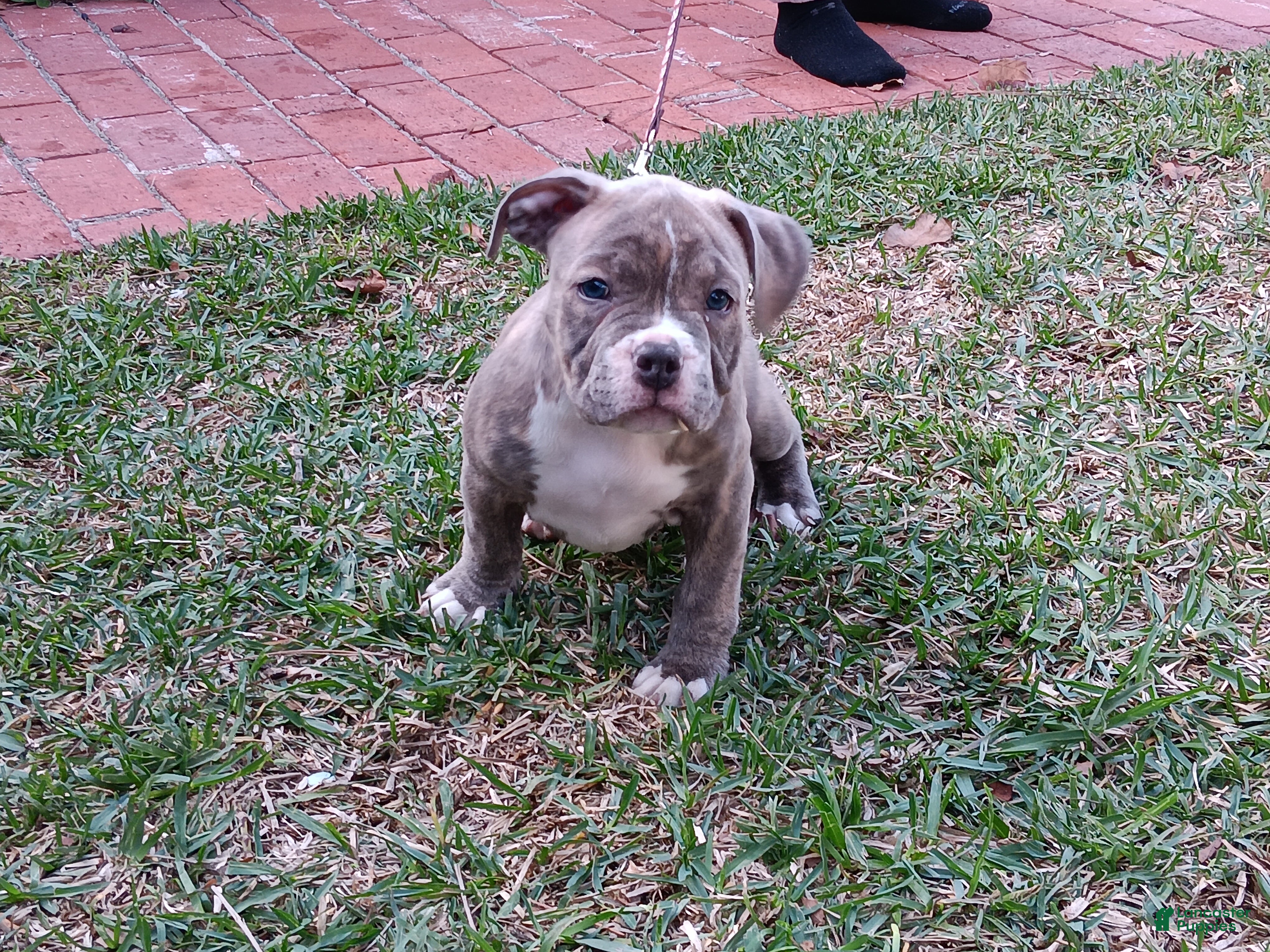 American Bully dogs Tigris - Ad 9