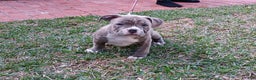 American Bully dogs for sale: Tigris - Ad 1