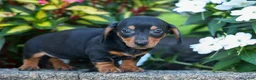 Miniature Dachshund dogs for sale:  Zack🐶 - Ad 15