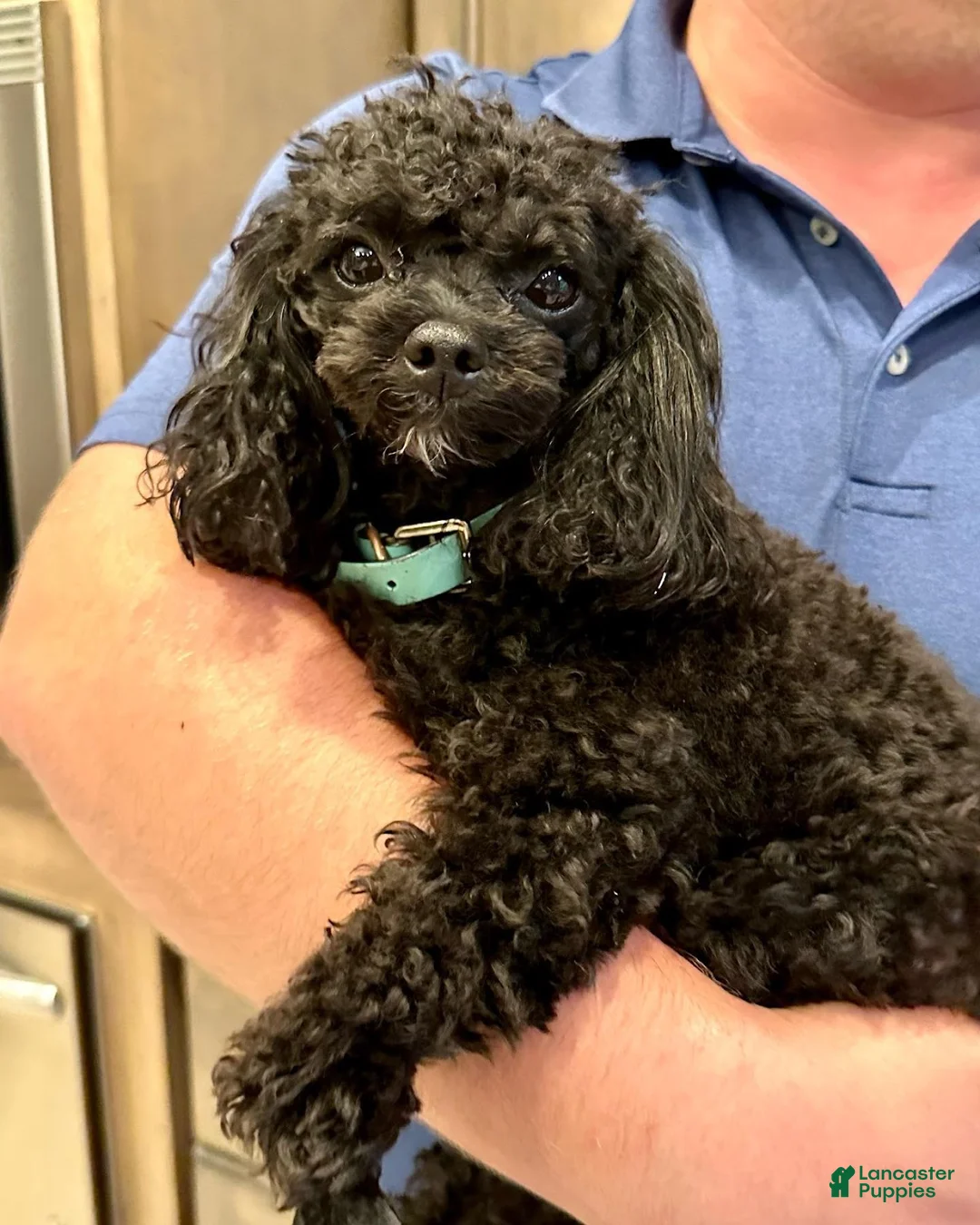Toy Poodle dogs for sale: Toy Poodle Pug NO SHIPPING  - Ad 5