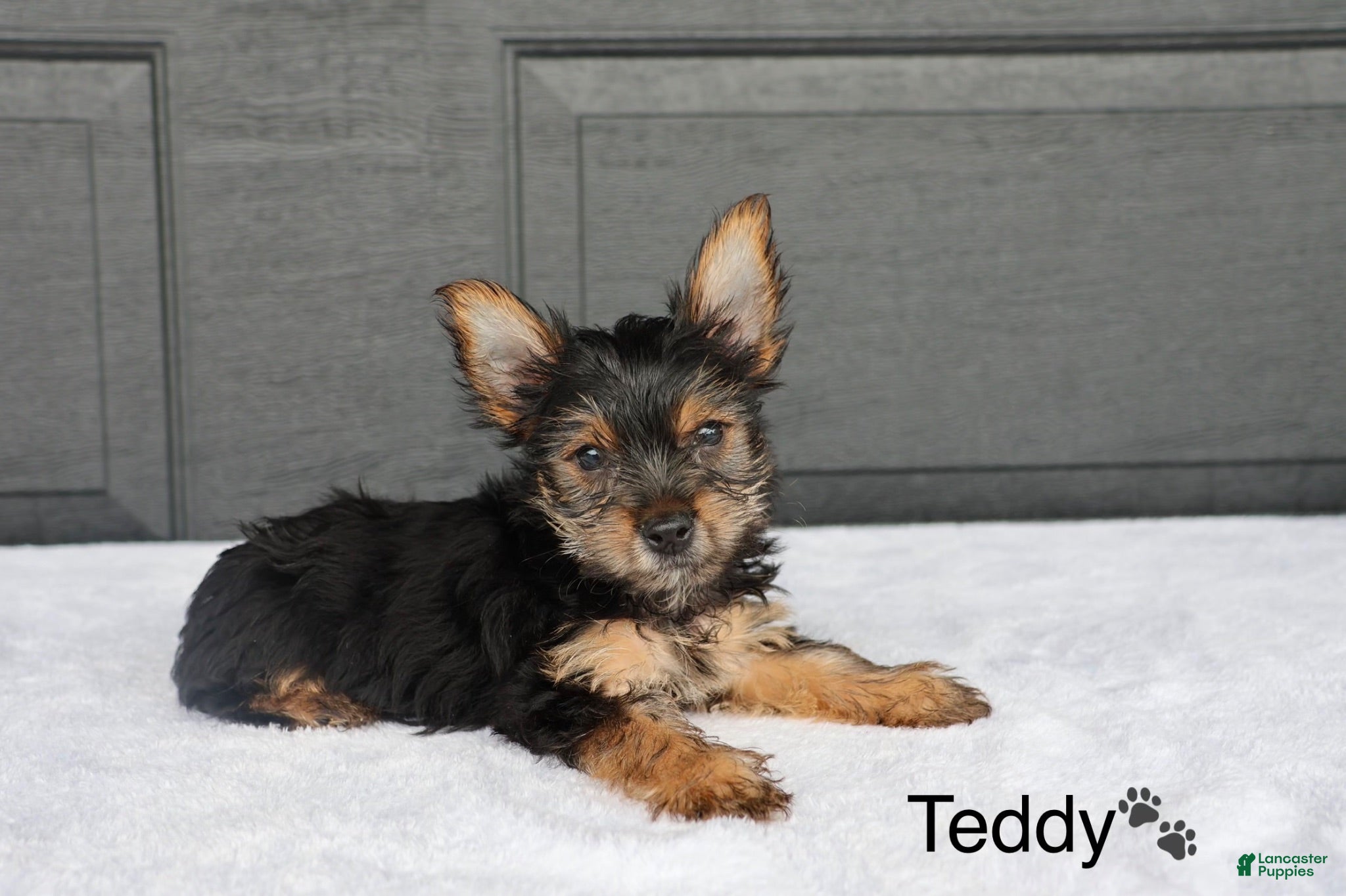 Yorkshire Terrier dogs Teddy - Ad 1