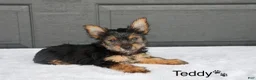 Yorkshire Terrier dogs for sale: Teddy - Ad 1