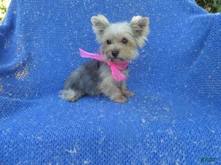 Yorkshire Terrier dogs Gianna - Ad 9