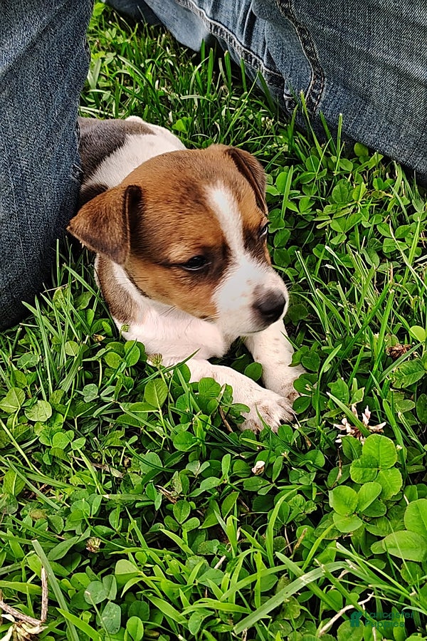 Jack Russell Terrier dogs Daisy - Ad 1