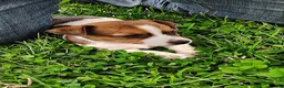 Jack Russell Terrier dogs for sale: Daisy - Ad 1