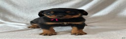 Rottweiler dogs for sale: Rottweiler Puppy 1 - Ad 3