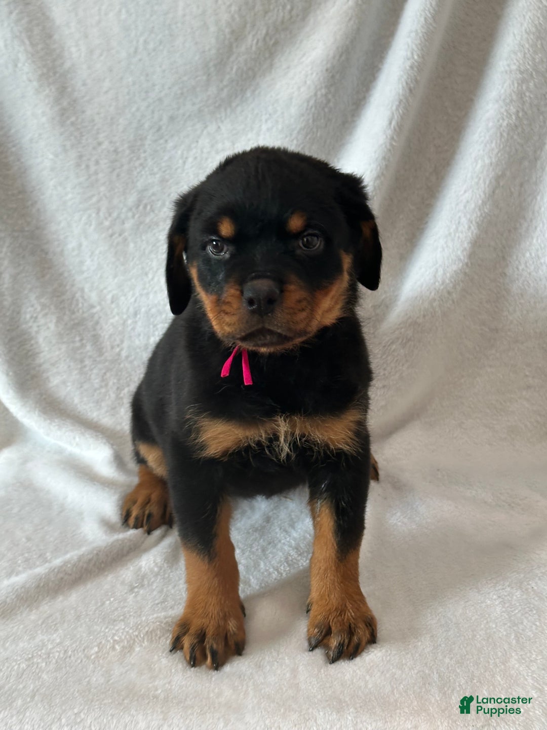Rottweiler dogs for sale: Rottweiler Puppy 1 - Ad 3