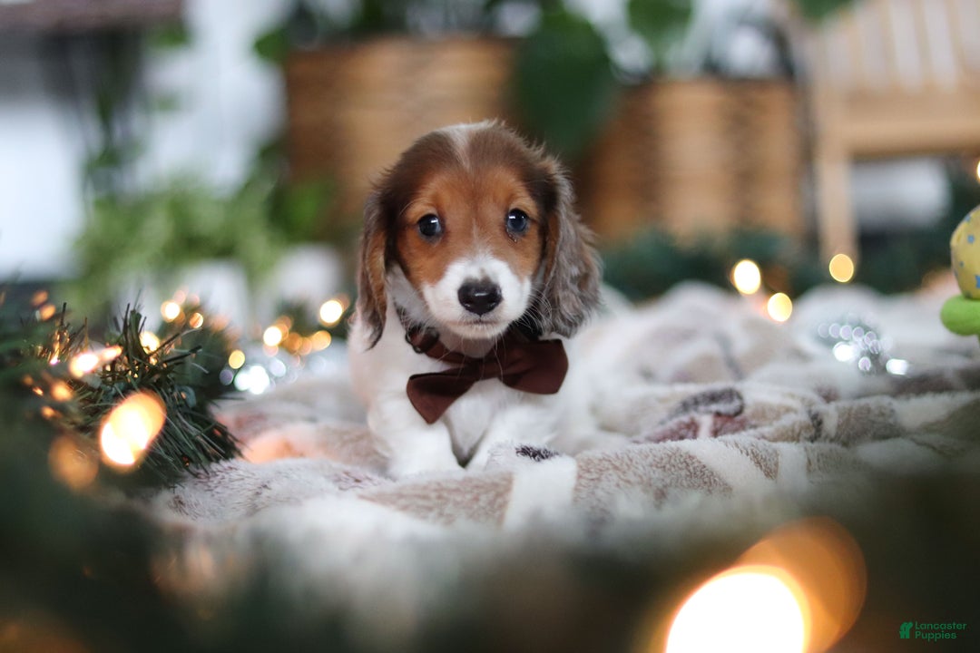 Miniature Dachshund dogs for sale: Theo - Ad 6