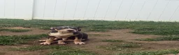 American Bully dogs for sale: Batman - Ad 5