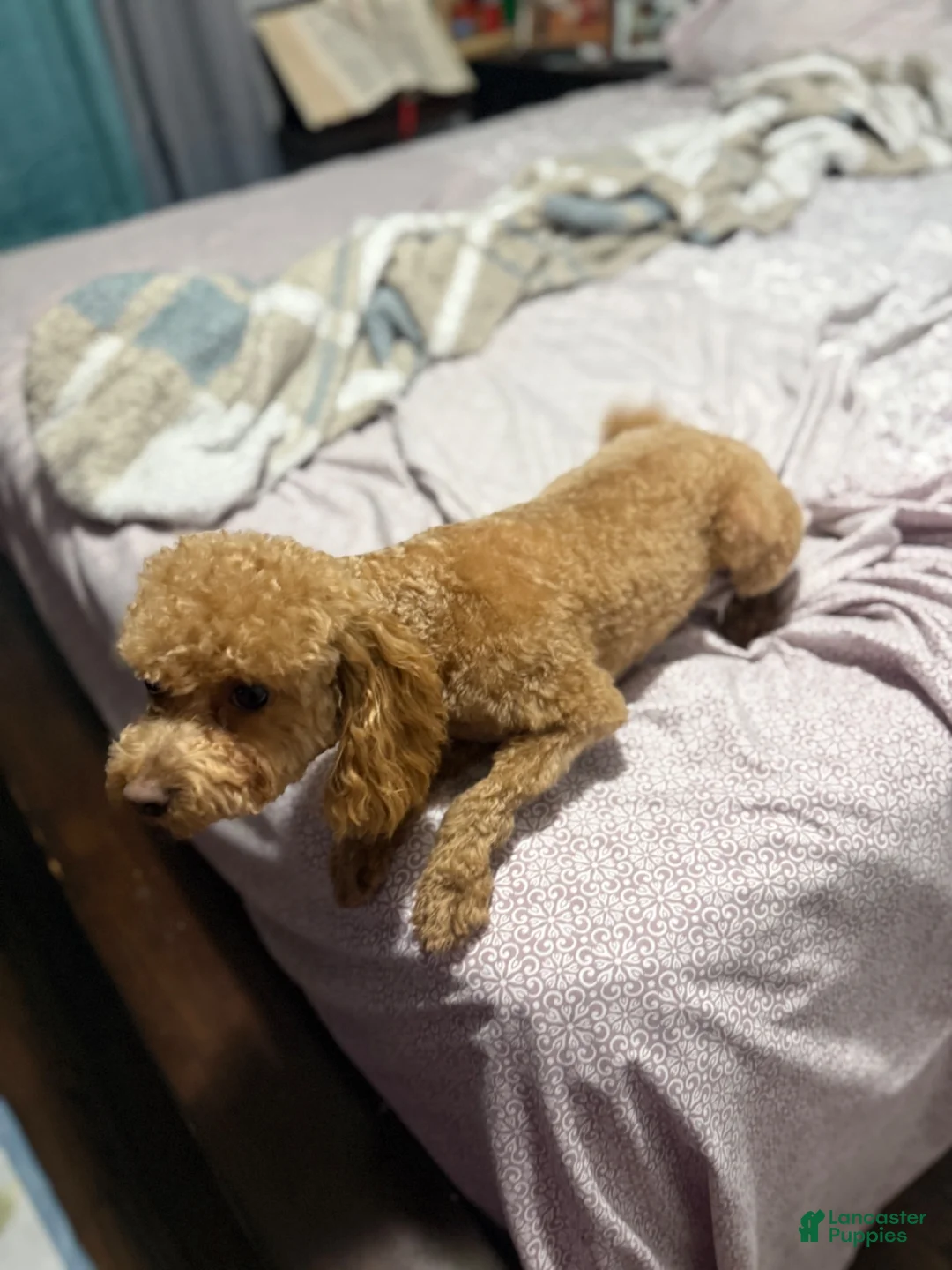 Mini Goldendoodle dogs for sale: Mini Goldendoodle 2 Sofia - Ad 4