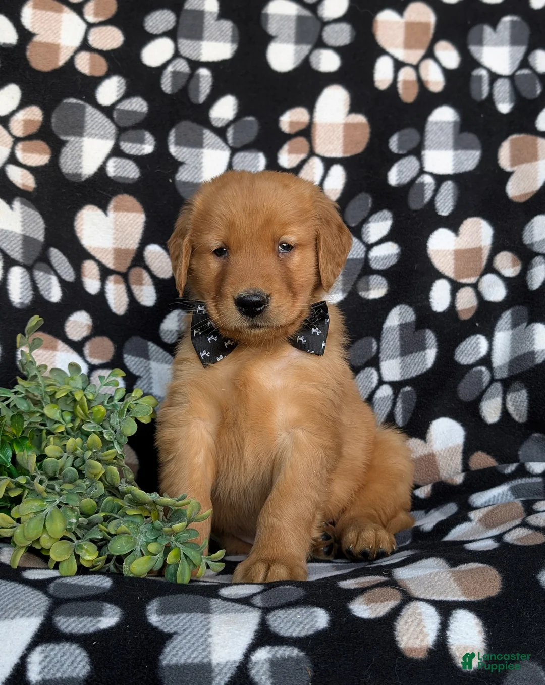 Golden Retriever dogs for sale: Kinsley - Ad 2