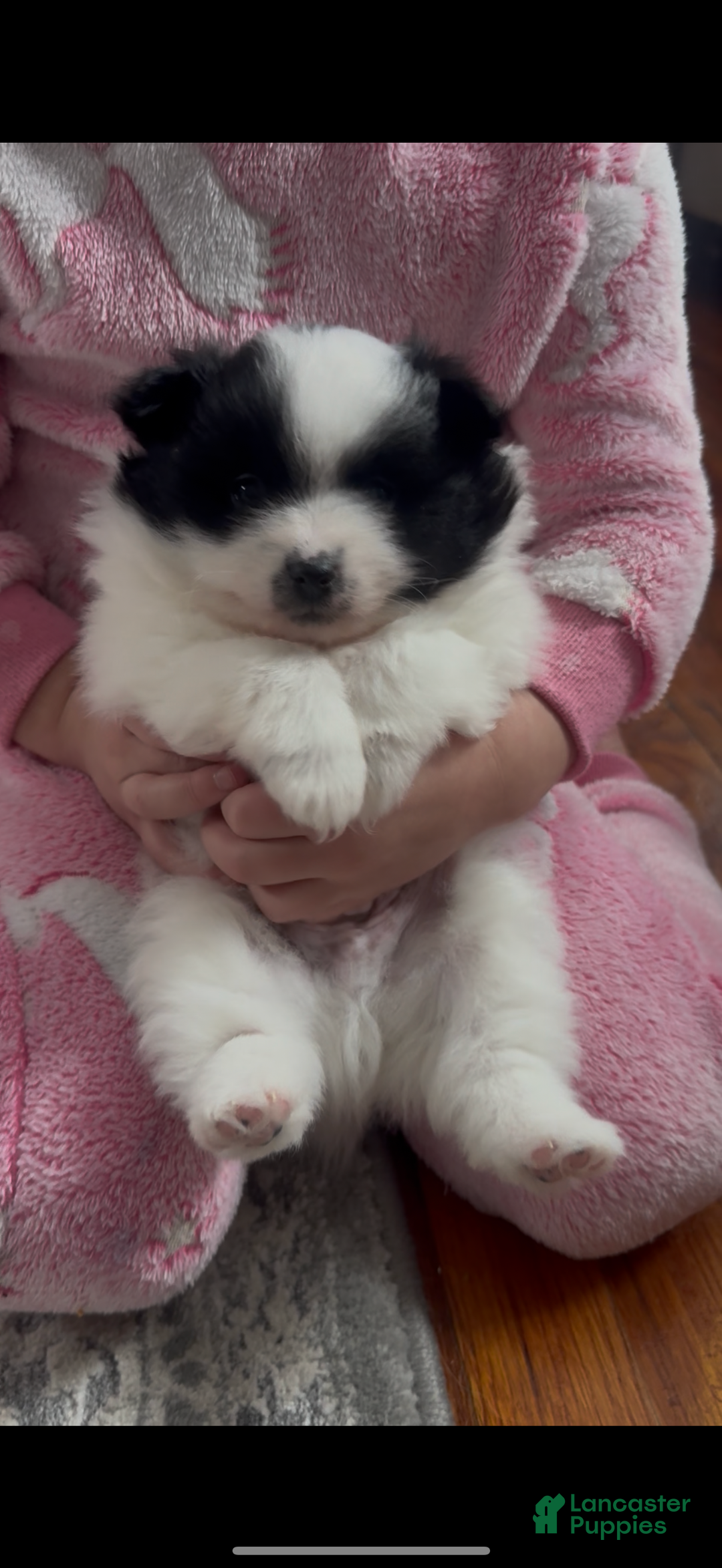 Pomeranian dogs for sale: Pomeranian Puppy 2 - Ad 1