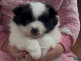 Pomeranian dogs Pomeranian Puppy 2 - Ad 21