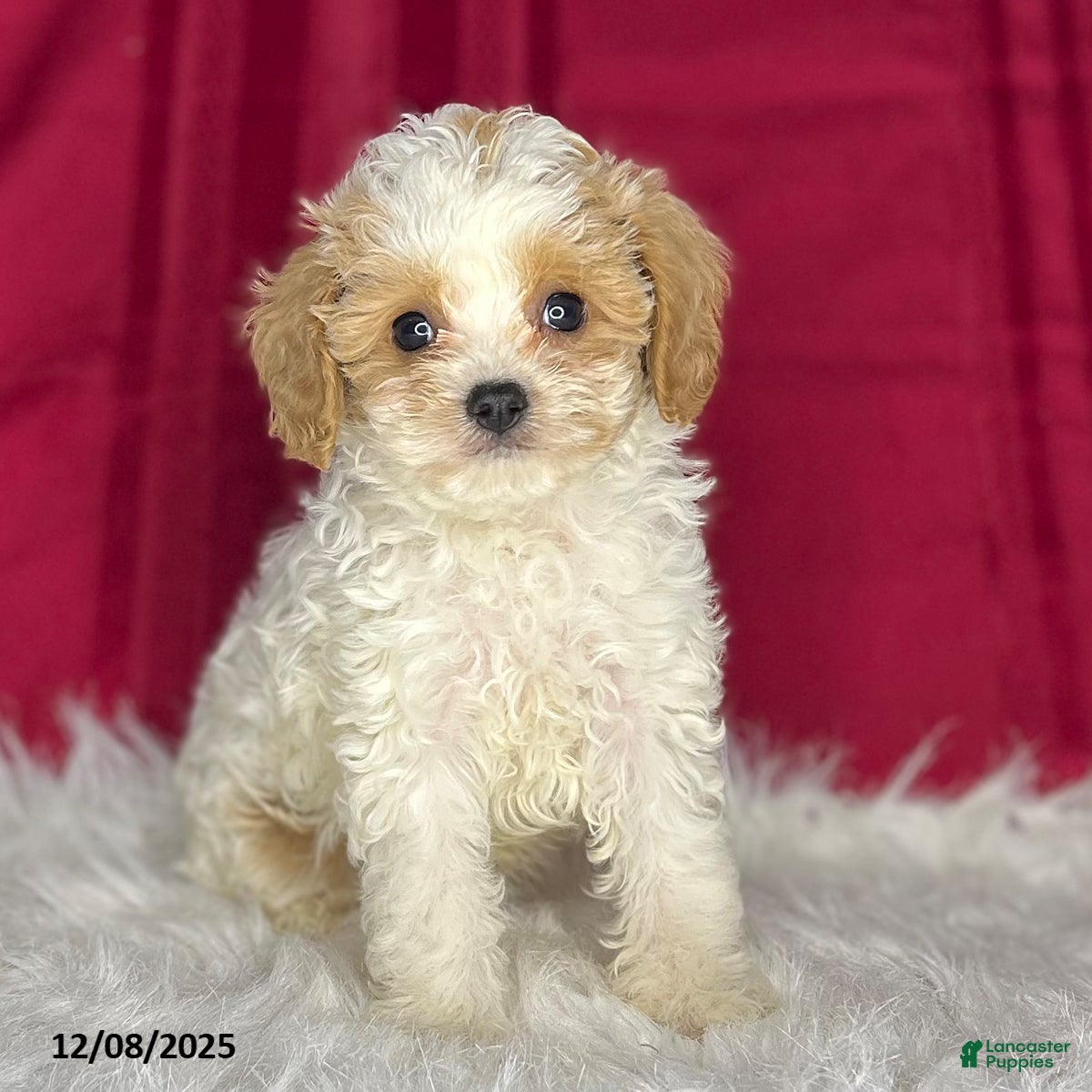 Cavapoochon dogs Spotty - Ad 10