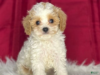 Cavapoochon dogs Spotty - Ad 1