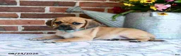 Puggle dogs for sale: Saloma - Ad 4