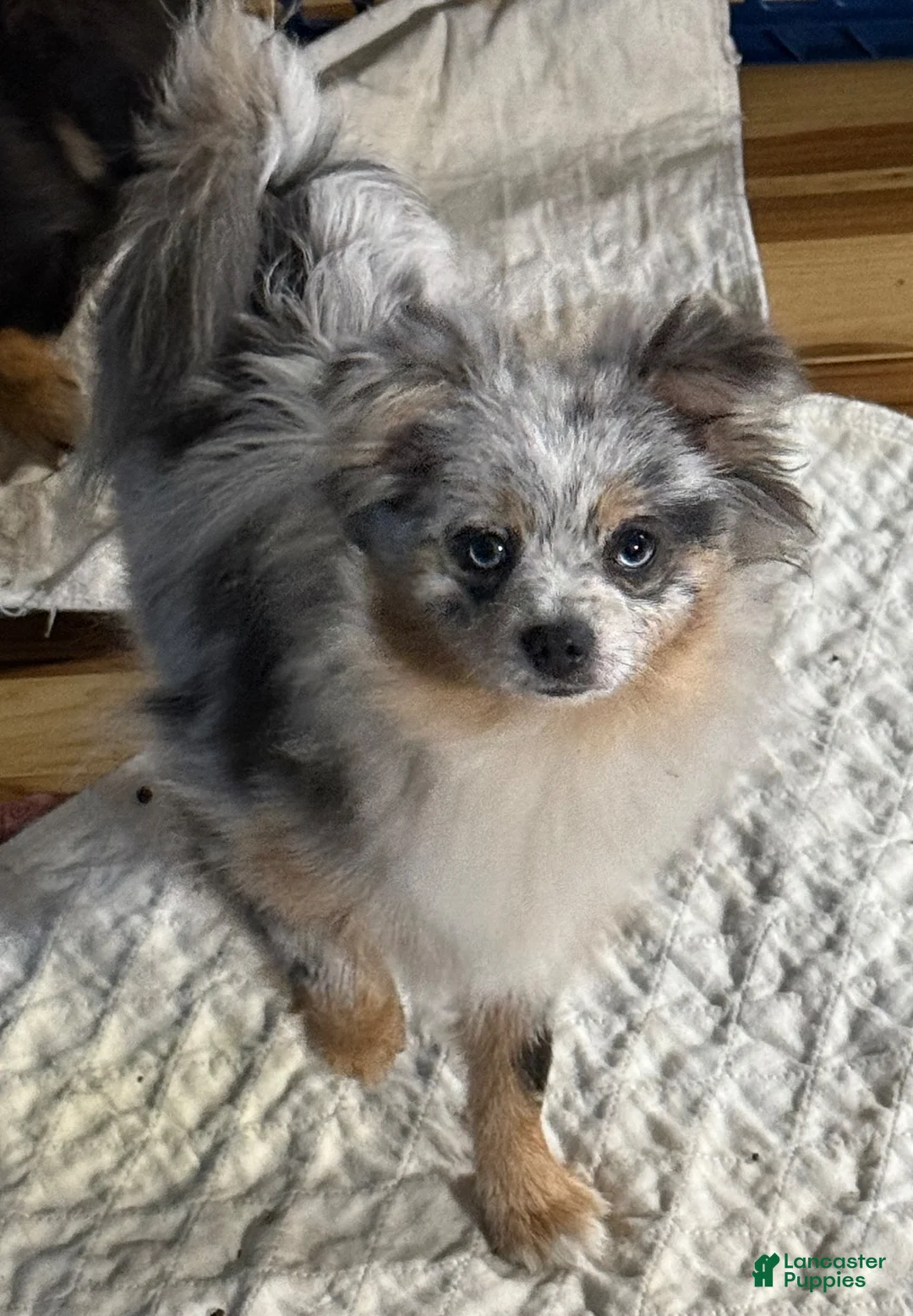Pomeranian dogs for sale: Aca sky  - Ad 7