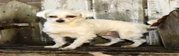 Malshi dogs for sale: Braxton - Ad 11