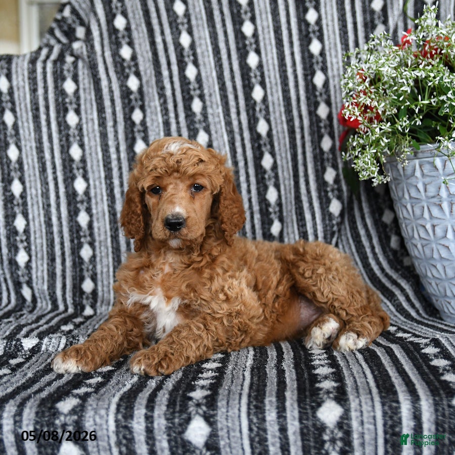 Standard Poodle dogs Vanilla - Ad 2