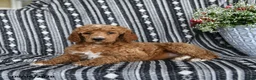 Standard Poodle dogs for sale: Vanilla - Ad 2