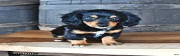 Miniature Dachshund dogs for sale: Dolly - Ad 5