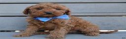 Cockapoo dogs for sale: Callie - Ad 5