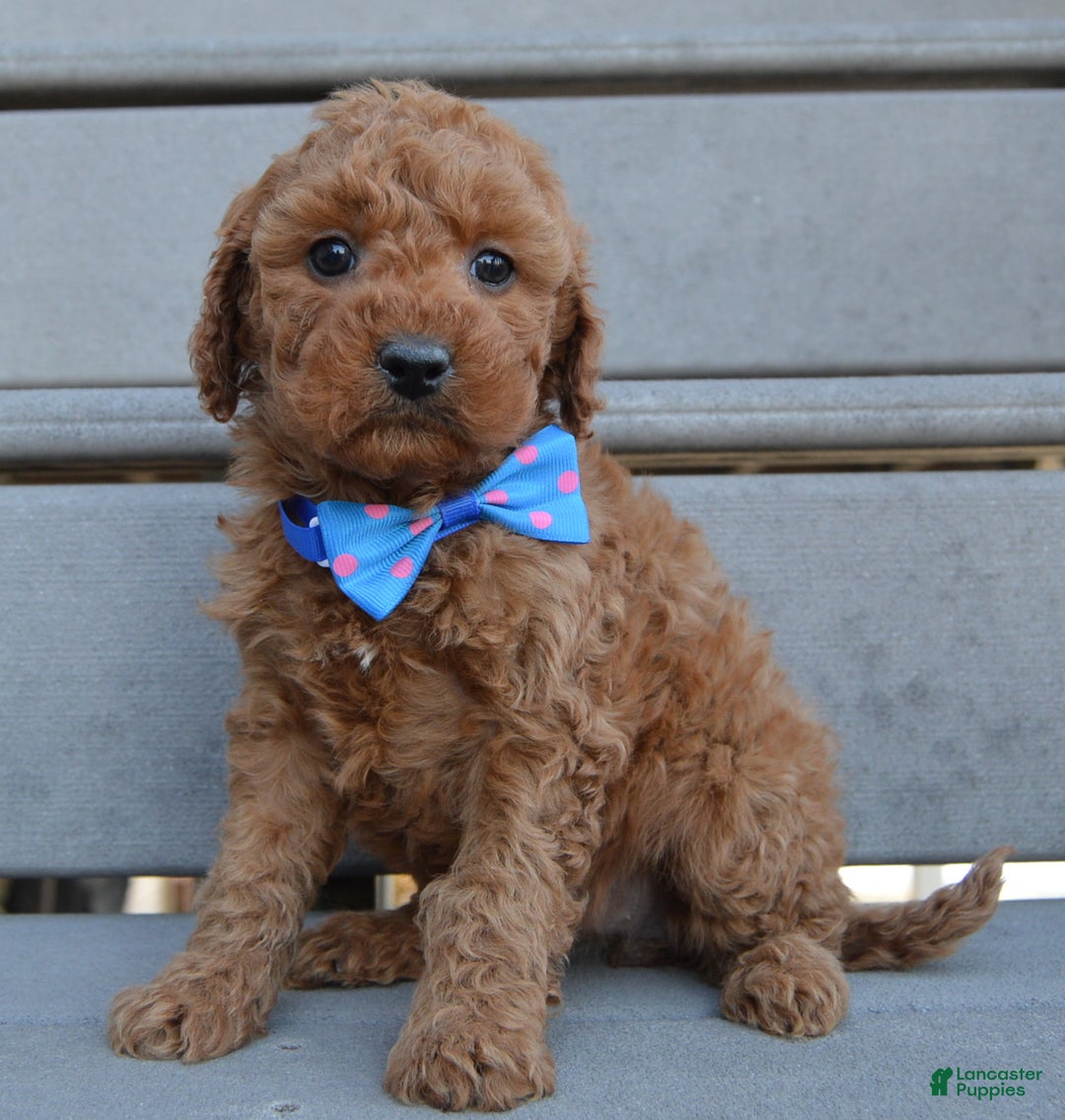 Cockapoo dogs for sale: Callie - Ad 5