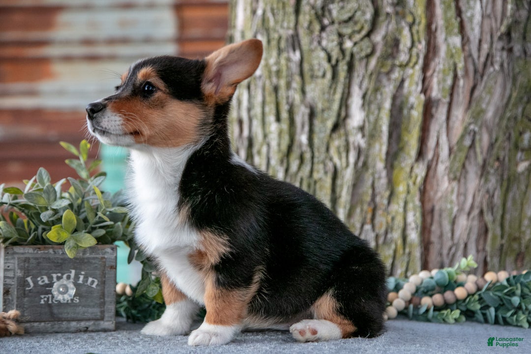 Welsh Corgi Pembroke dogs for sale: Tracy - Ad 3