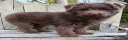 Mini Bernedoodle dogs for sale: 💗IN BOSTON MASSACHUSETTS AREA💗TINY CHOCOLATE DOODLE GIRL💗 - Ad 12