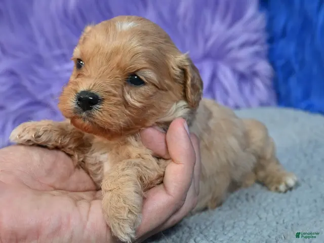 Cavapoo dogs for sale: Cavapoo 3 - Ad 2