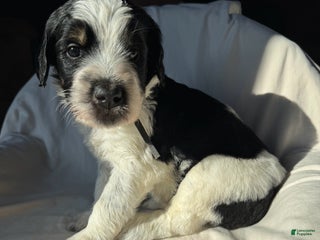 Bernedoodle dogs Bernedoodle Puppy 7 - Ad 10