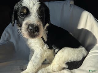 Bernedoodle dogs Bernedoodle Puppy 7 - Ad 36