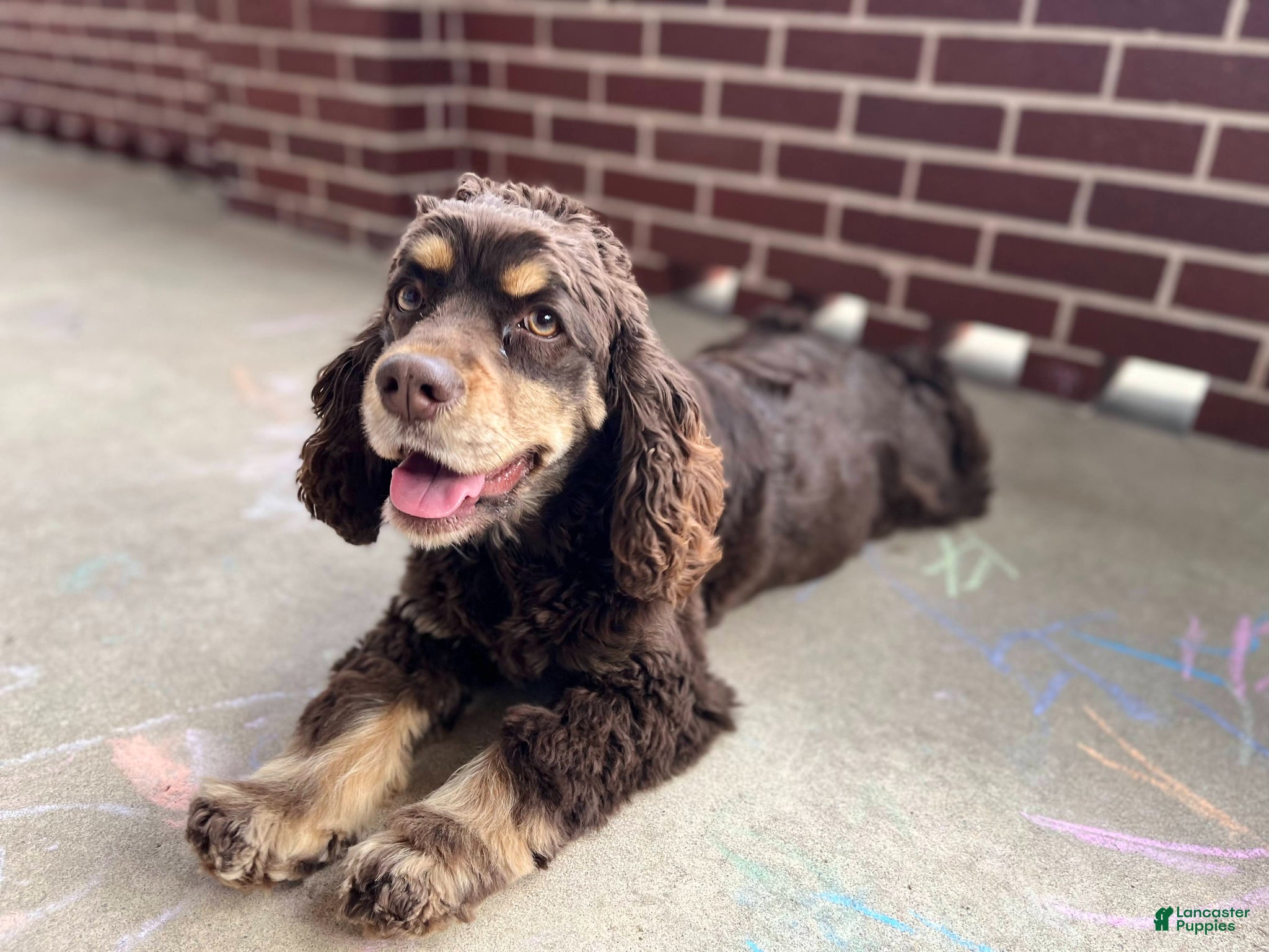 Cocker Spaniel dogs for sale: Fancy - Ad 3