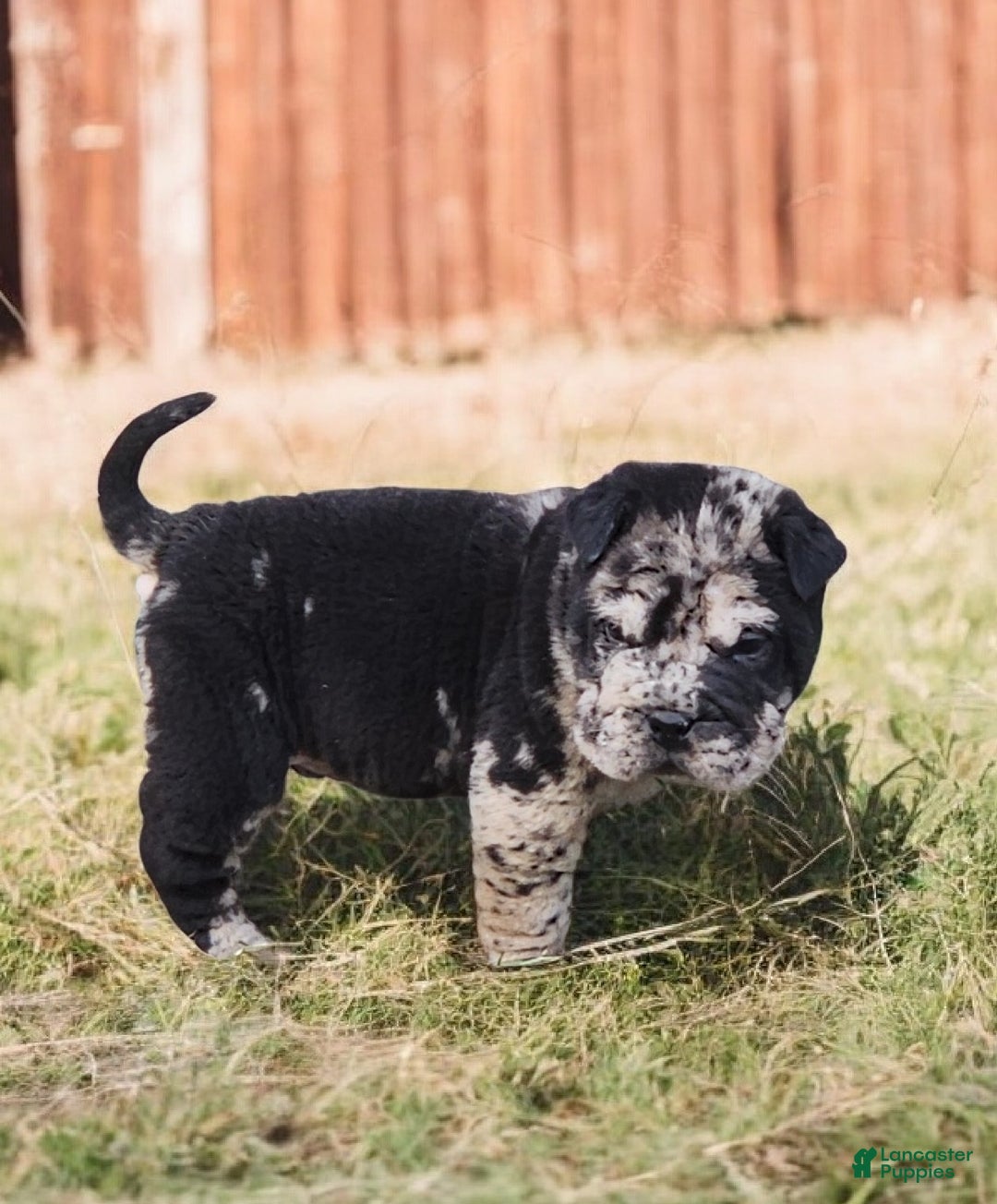 Shar Pei dogs for sale: Magic Mike merle mini - Ad 6