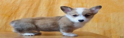Welsh Corgi Pembroke dogs for sale: Brady - Ad 4