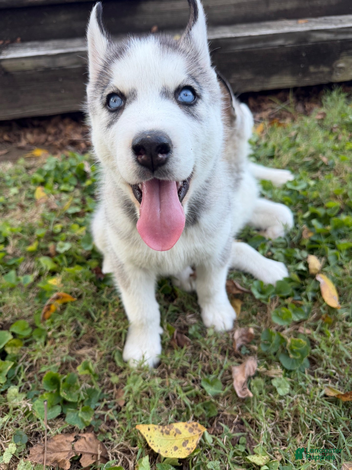 Siberian Husky dogs for sale: Zane - Ad 39