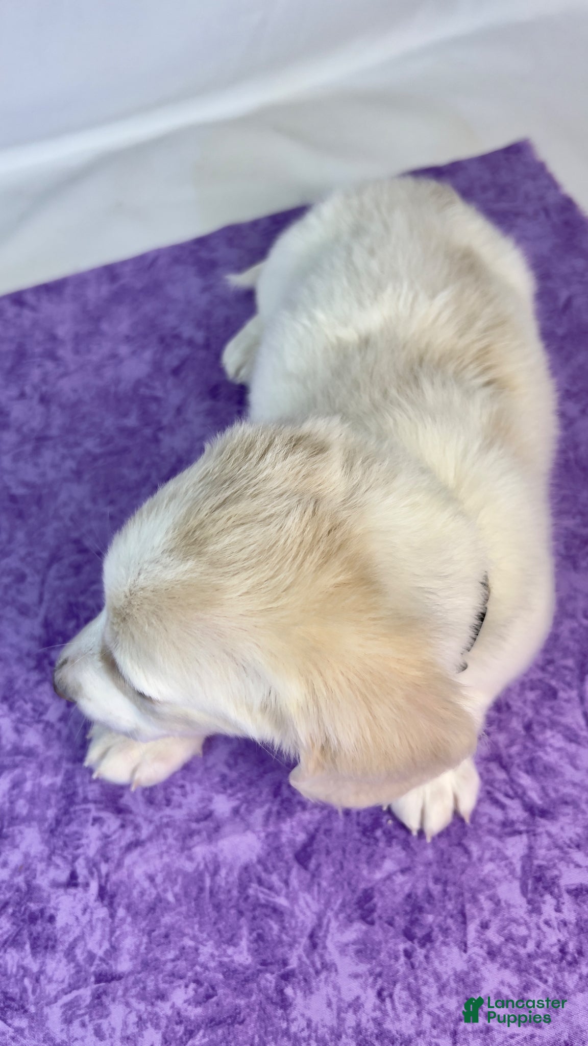 Miniature Dachshund dogs Pepperjack - Ad 2