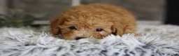 Toy Poodle dogs for sale: Chico - Ad 8