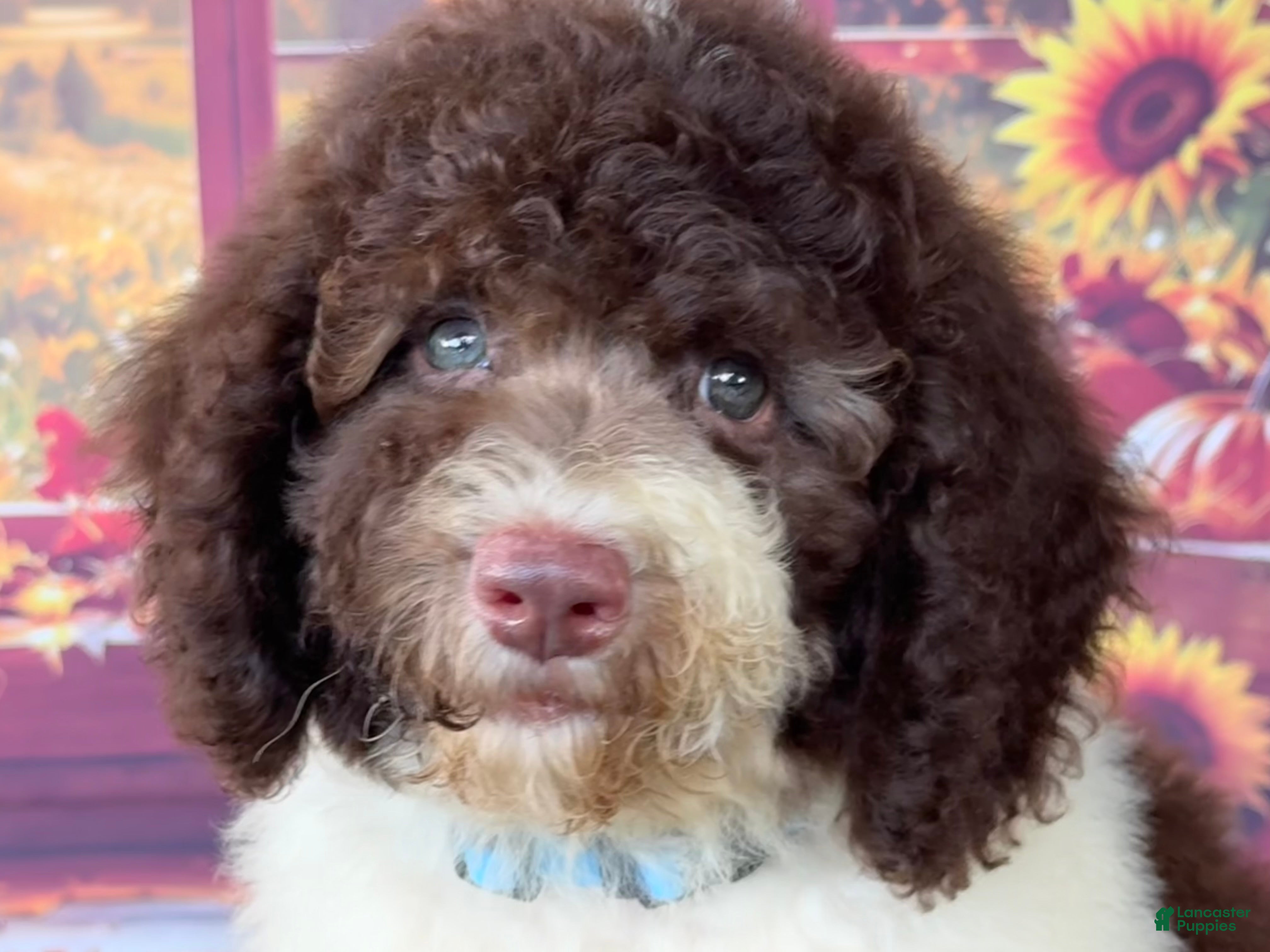 Cockapoo dogs for sale: Brownie  - Ad 2