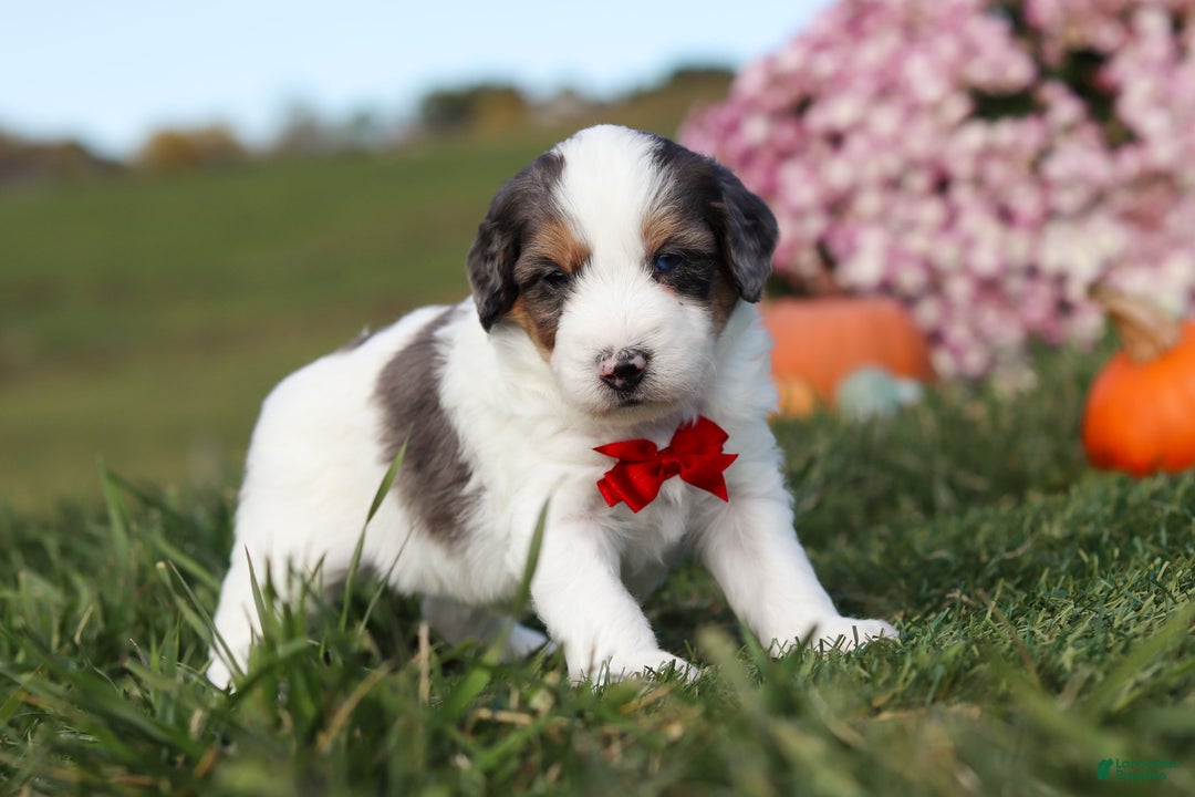 Mini Bernedoodle dogs for sale: Charlie - Ad 4
