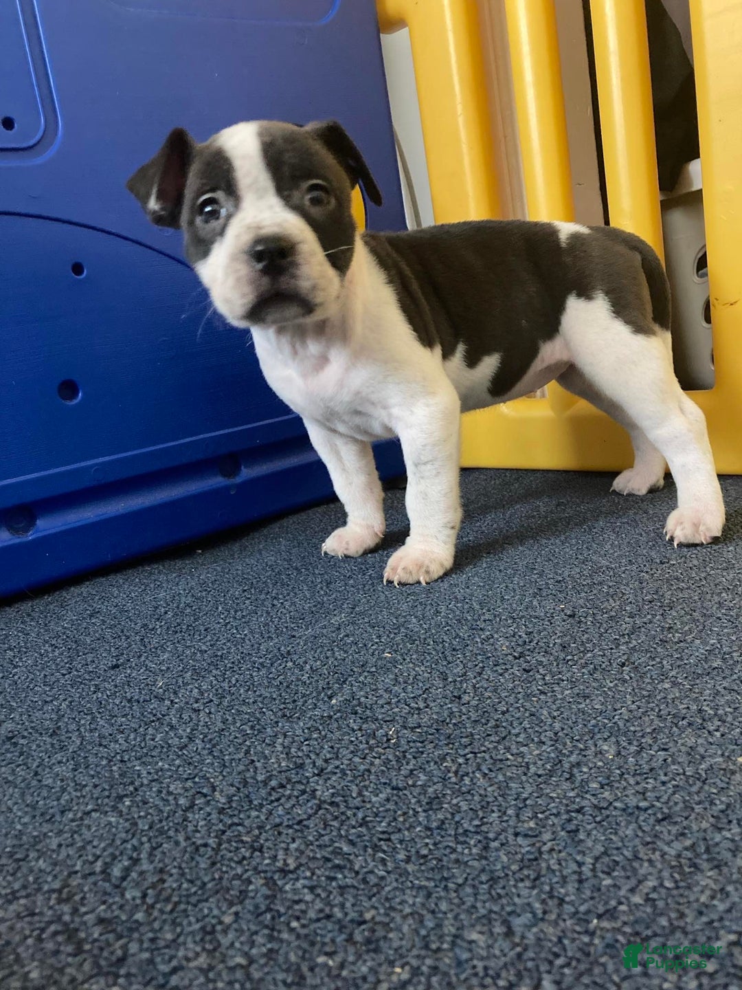 American Bully dogs for sale: Princess  - Ad 6
