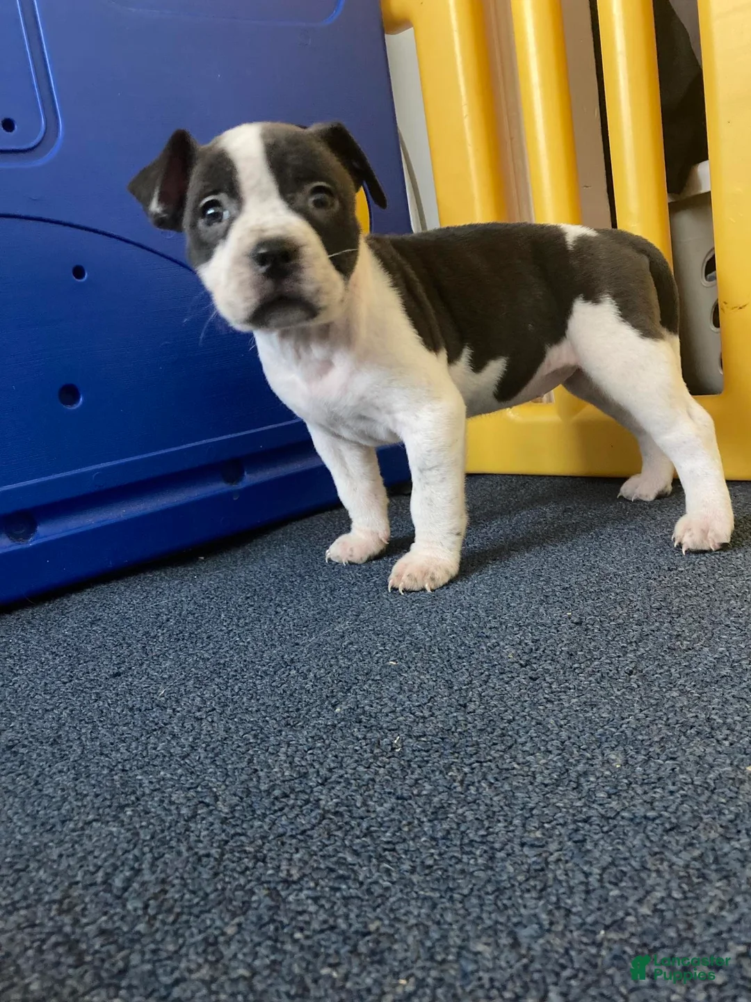 American Bully dogs for sale: Princess  - Ad 6