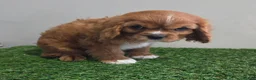 Cavalier King Charles Spaniel dogs for sale: Maisie - Ad 4