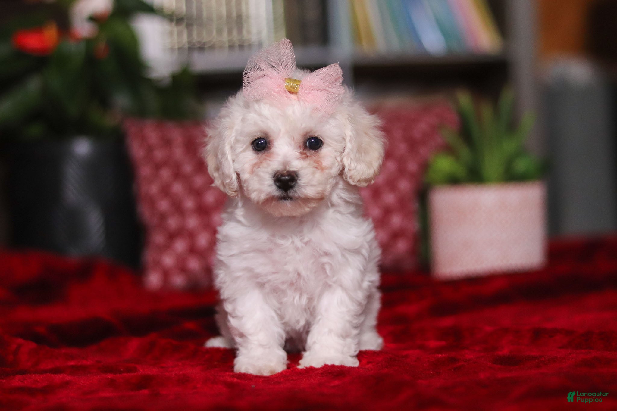 Bichon Frise dogs Rosie - Ad 31